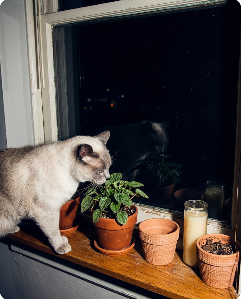 Meawys editorial photograph accompanying Cat Scratching the Bedroom Door: What Helps