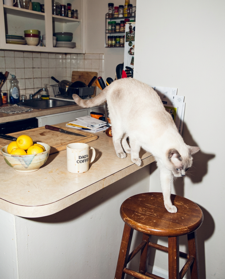 Meawys editorial photograph accompanying Why Cats Knock Things Off Shelves, and What to Do