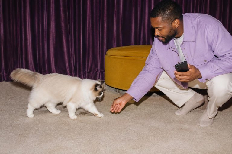 Meawys cat training editorial image accompanying Cat Station Training for Calm Household Routines