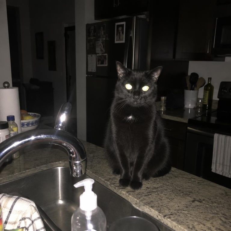 Meawys cat training editorial image accompanying Rotating Kitten Toys Without Overstimulating
