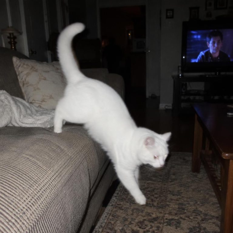 Meawys cat training editorial image accompanying Indoor Kitten Enrichment for Small Homes