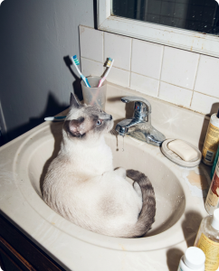 Meawys kitten-training editorial photo