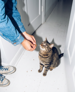 Meawys kitten training and learning photo