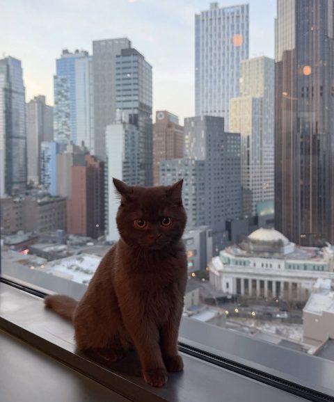 Cat sitting by a city window