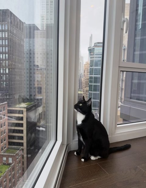 Black and white cat by a city window