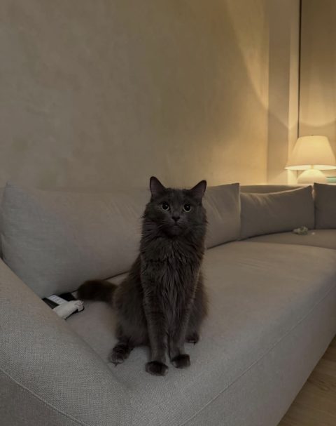 Gray cat sitting on a sofa