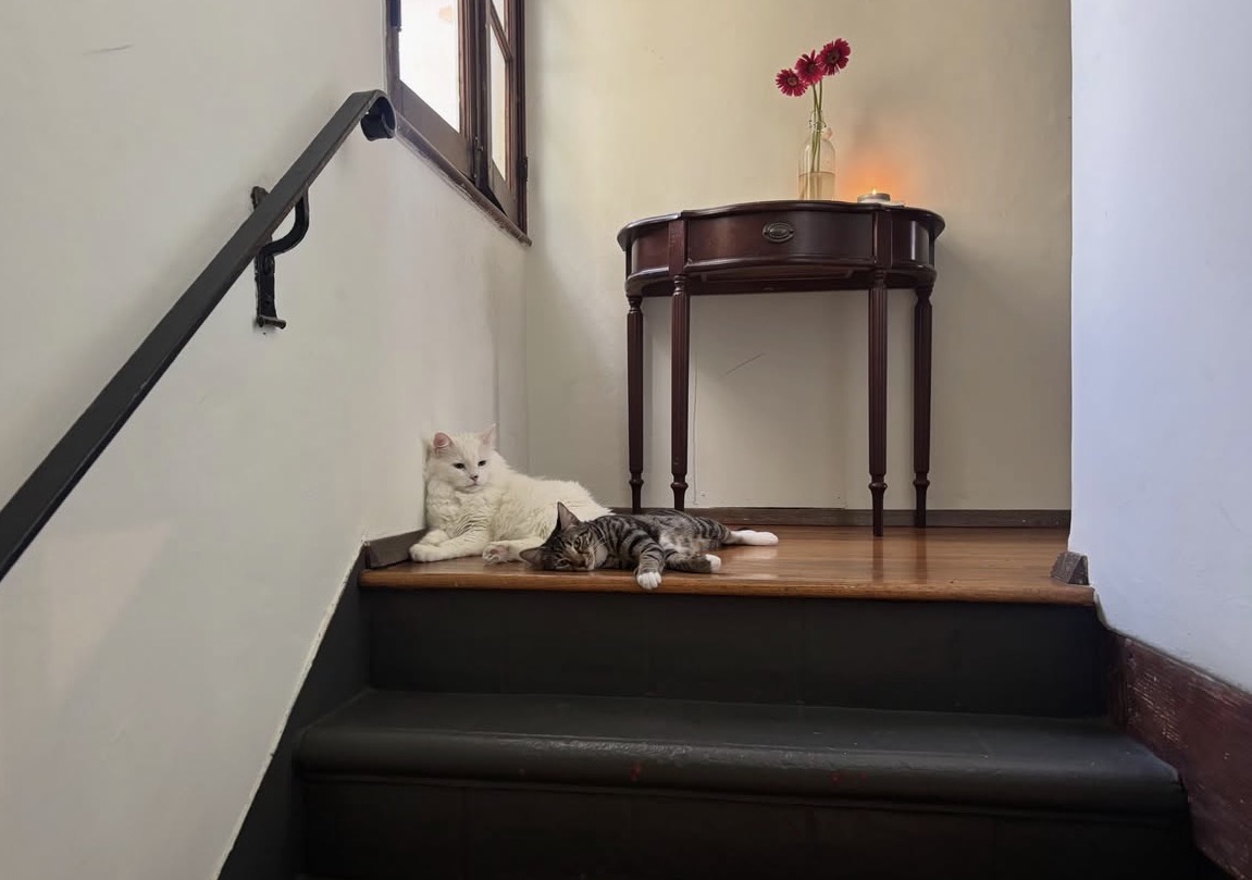 Two cats resting near a staircase