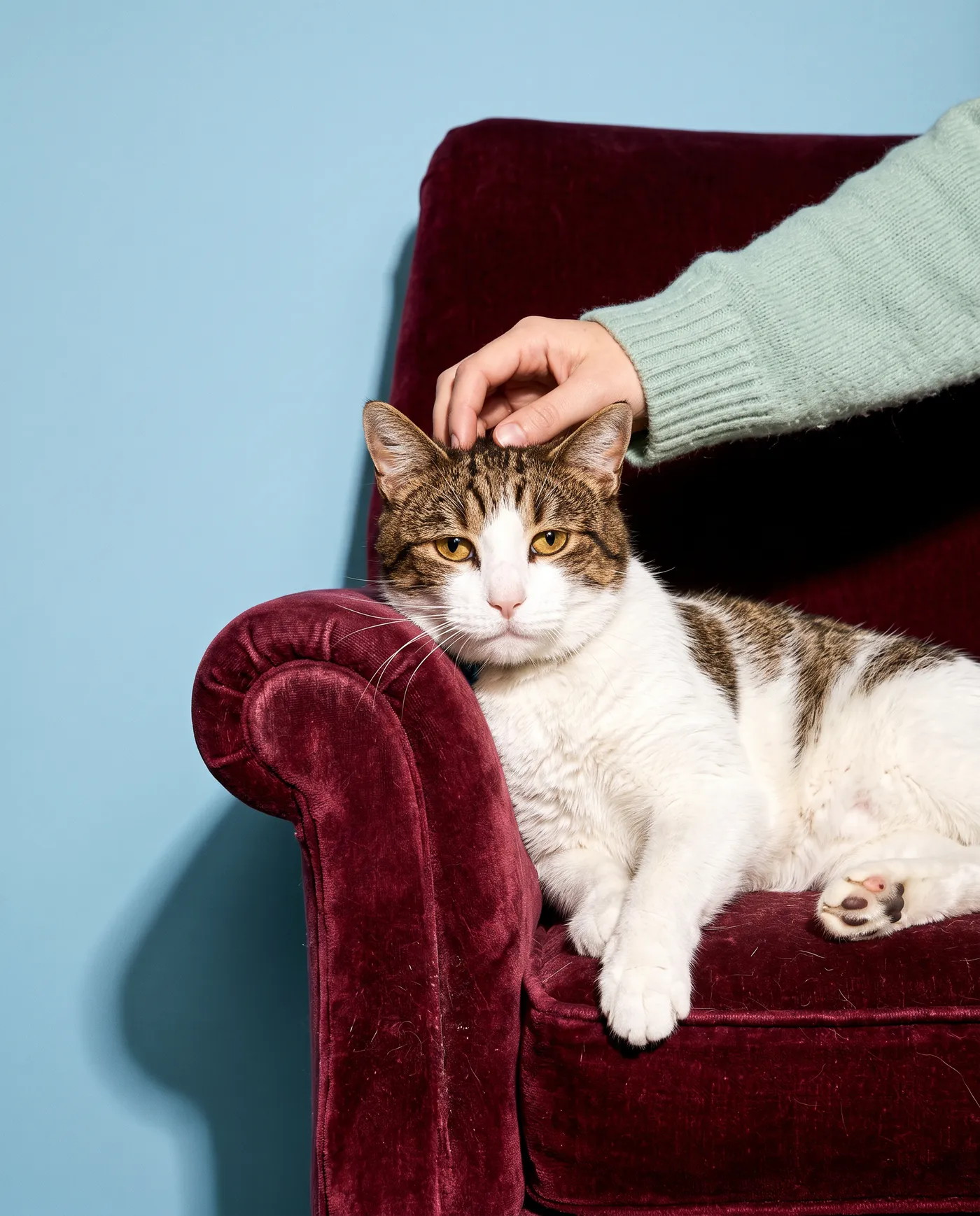 A cat relaxing on a red armchair while its owner pets it
